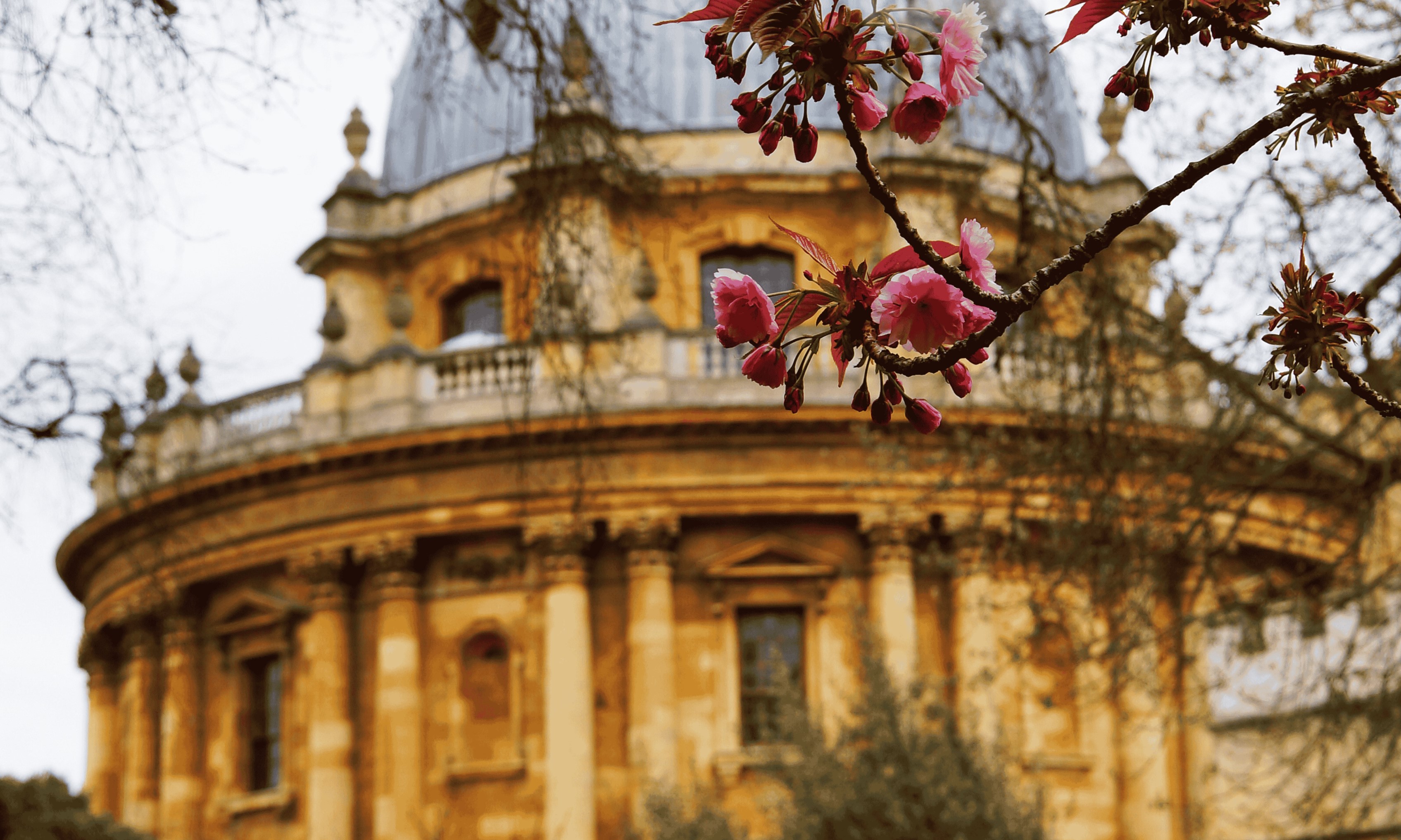 The Radcliffe Camera in Oxford with pink spring blossom on trees in foreground